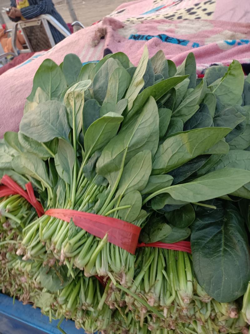 大叶菠菜15~20厘米