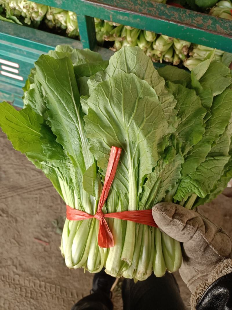 大叶菠菜15~20厘米