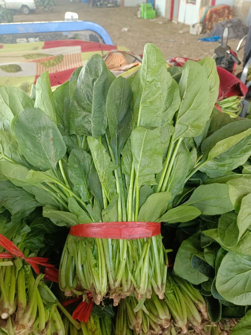 大叶菠菜15~20厘米