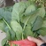 大叶菠菜15~20厘米
