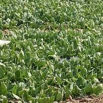 露地菠菜