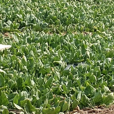 露地菠菜