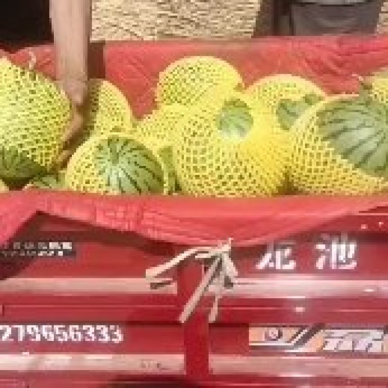 为你提供万亩优质大棚吊兰西瓜，一手货源，产地直发