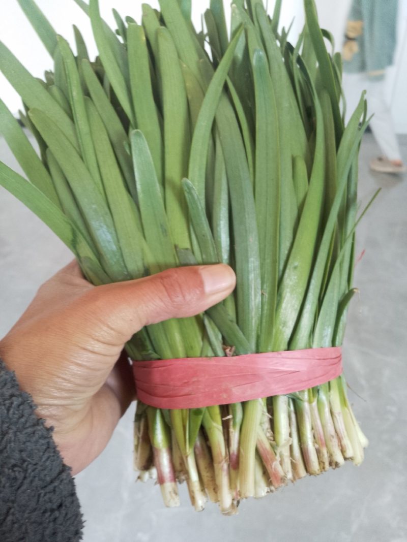 紫根露天韭菜