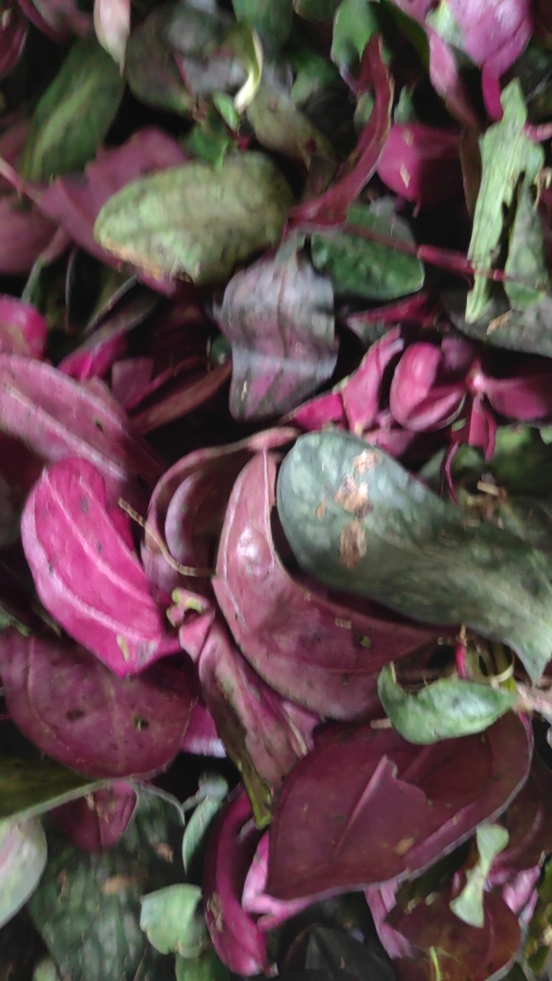 中草药，肺形草，双蝴蝶