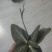 中草药，肺形草，双蝴蝶