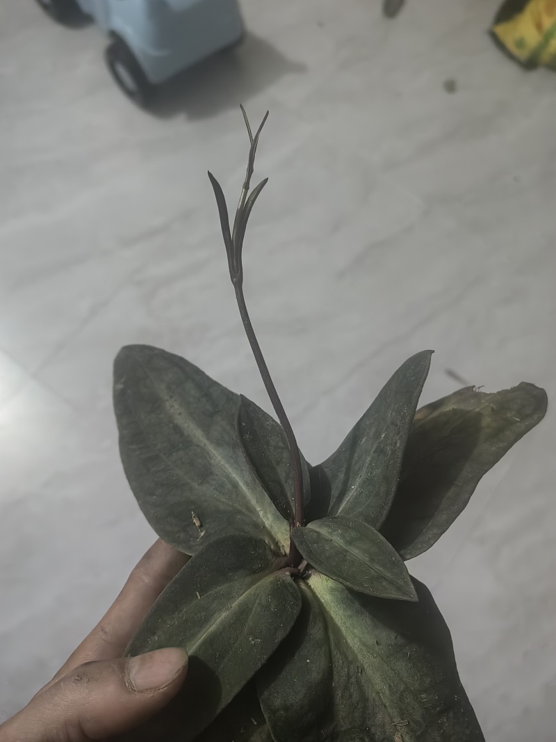 中草药，肺形草，双蝴蝶