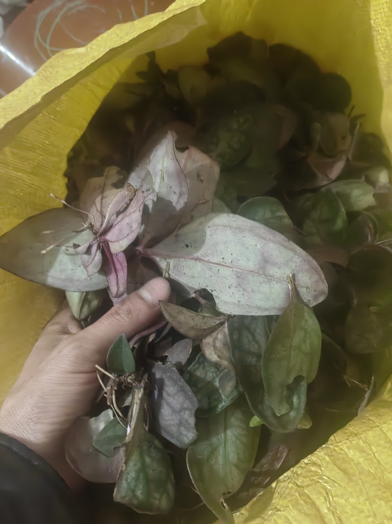 中草药，肺形草，双蝴蝶