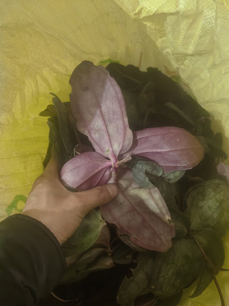 中草药，肺形草，双蝴蝶