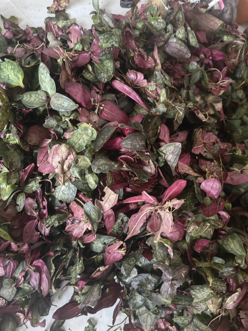 中草药，肺形草，双蝴蝶