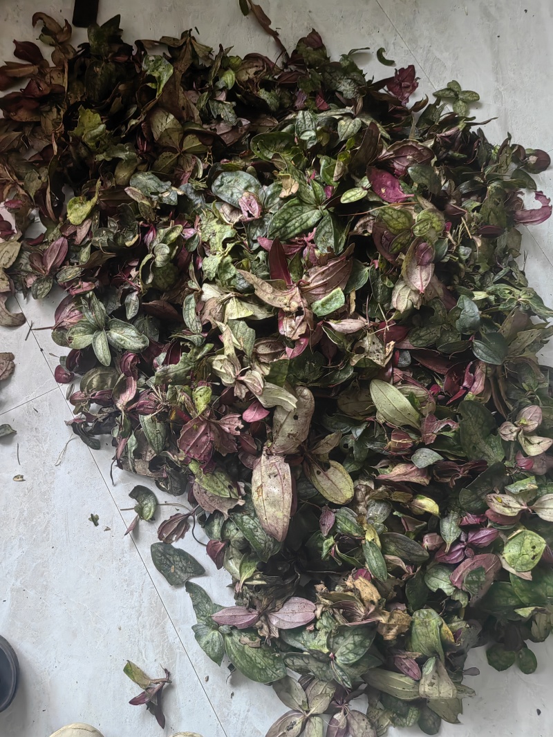 中草药，肺形草，双蝴蝶