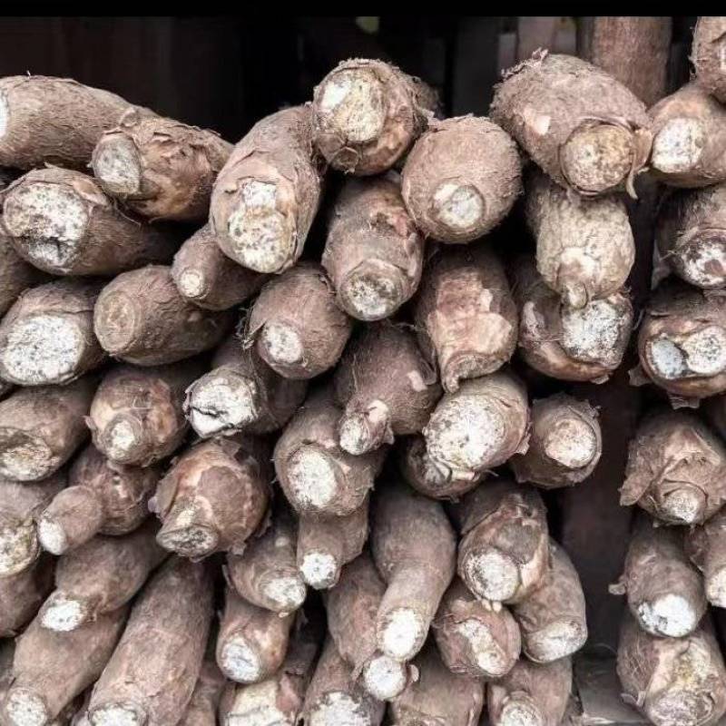 白肉木薯