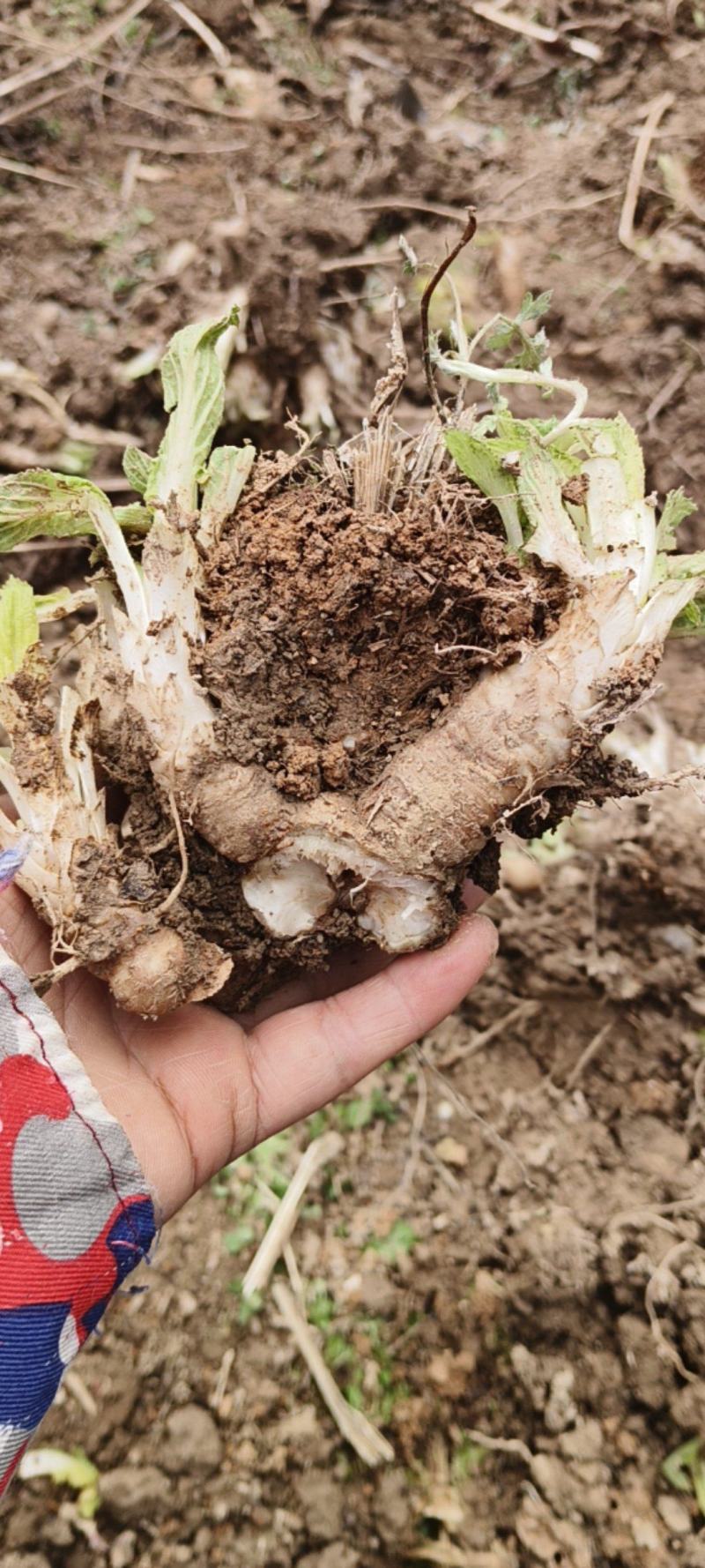 玄参芽