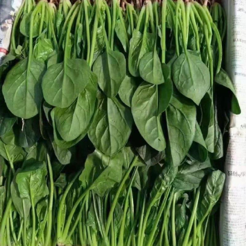 精品菠菜，产地直发，代发全国