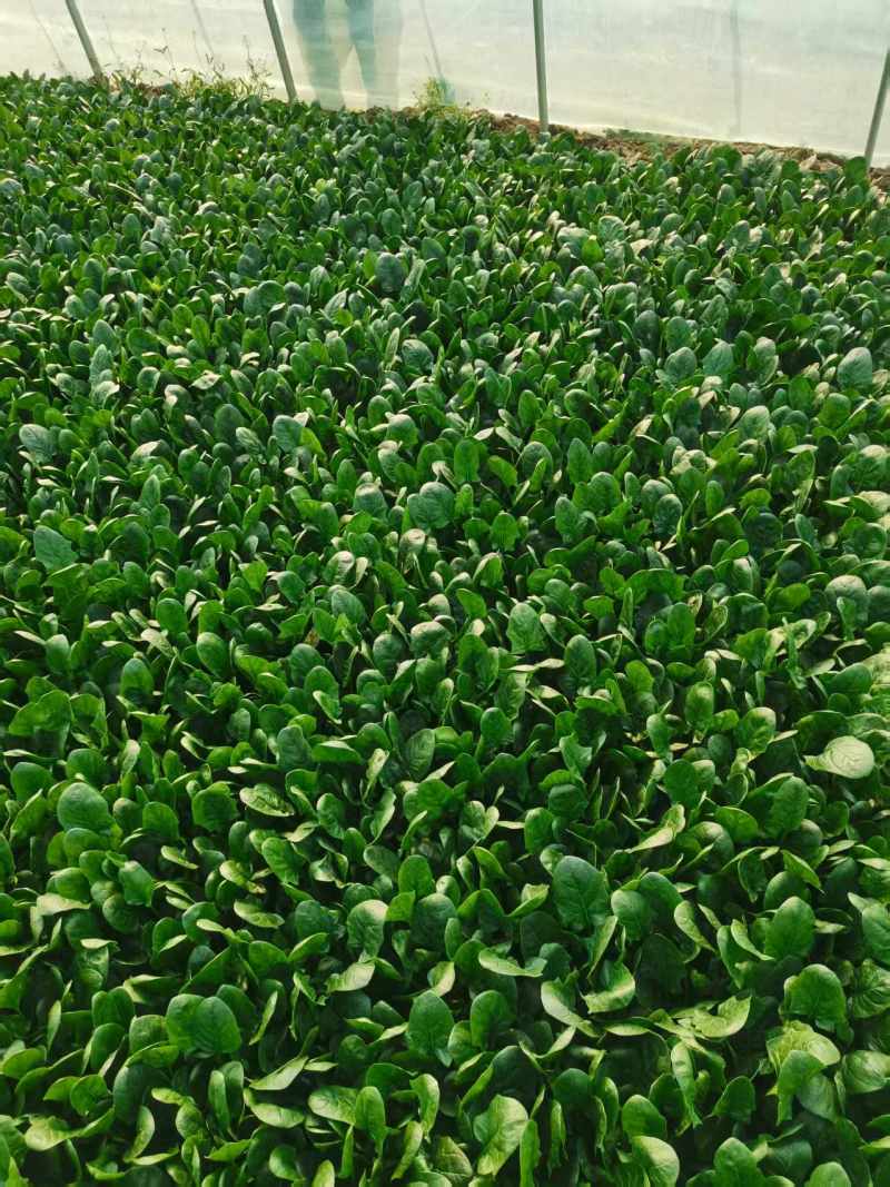 精品菠菜，产地直发，代发全国