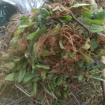 野生红根草关公须