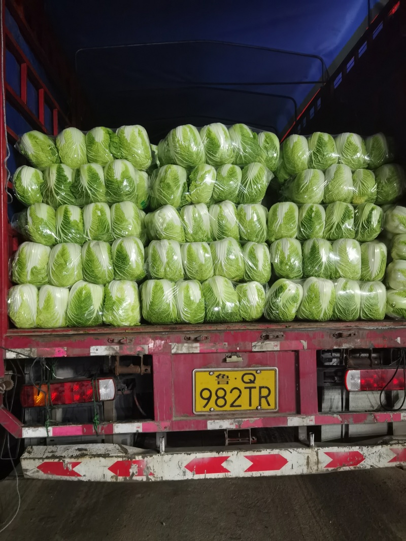 河南开封大白菜，鸡腿菜新乡小包868大白菜小青稞菜