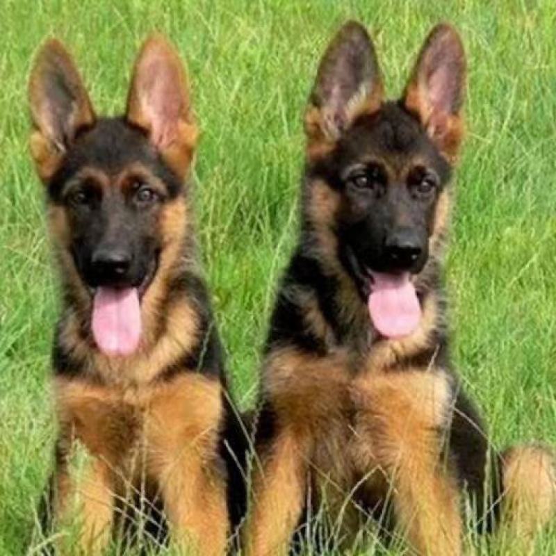 德牧犬幼犬纯种德牧黑背德国牧羊犬大型犬宠物狗牧羊犬德国牧