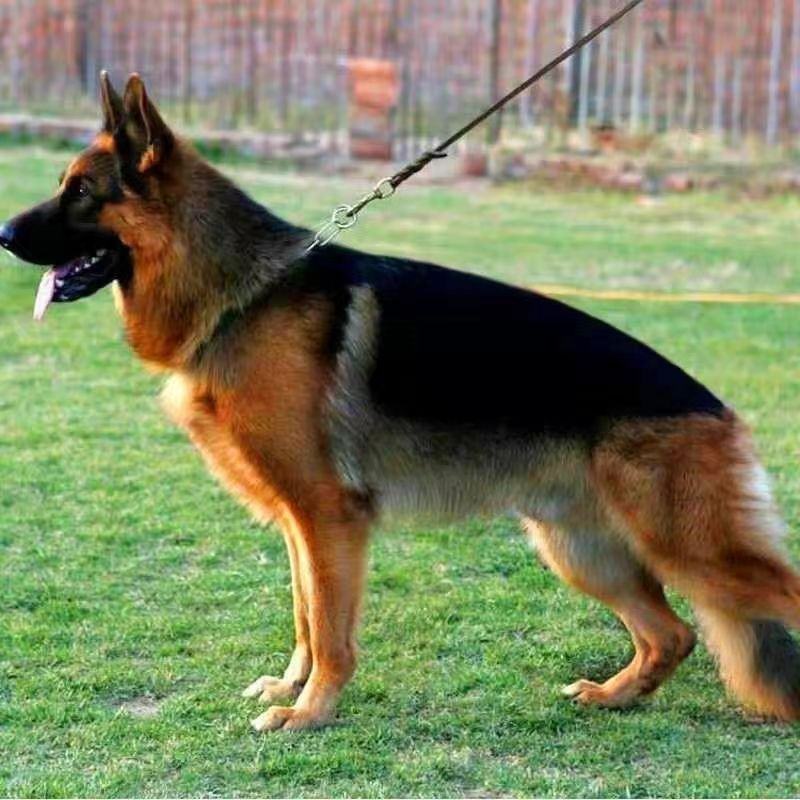 德牧犬幼犬纯种德牧黑背德国牧羊犬大型犬宠物狗牧羊犬德国牧