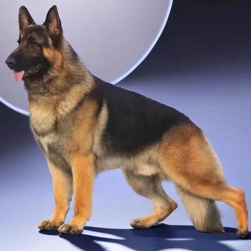 德牧犬幼犬纯种德牧黑背德国牧羊犬大型犬宠物狗牧羊犬德国牧