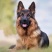 德牧犬幼犬纯种德牧黑背德国牧羊犬大型犬宠物狗牧羊犬德国牧