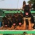 德牧犬幼犬纯种德牧黑背德国牧羊犬大型犬宠物狗牧羊犬德国牧