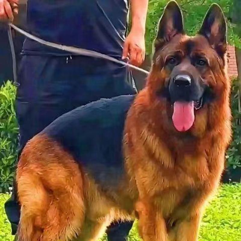 德牧犬幼犬纯种德牧黑背德国牧羊犬大型犬宠物狗牧羊犬德国牧
