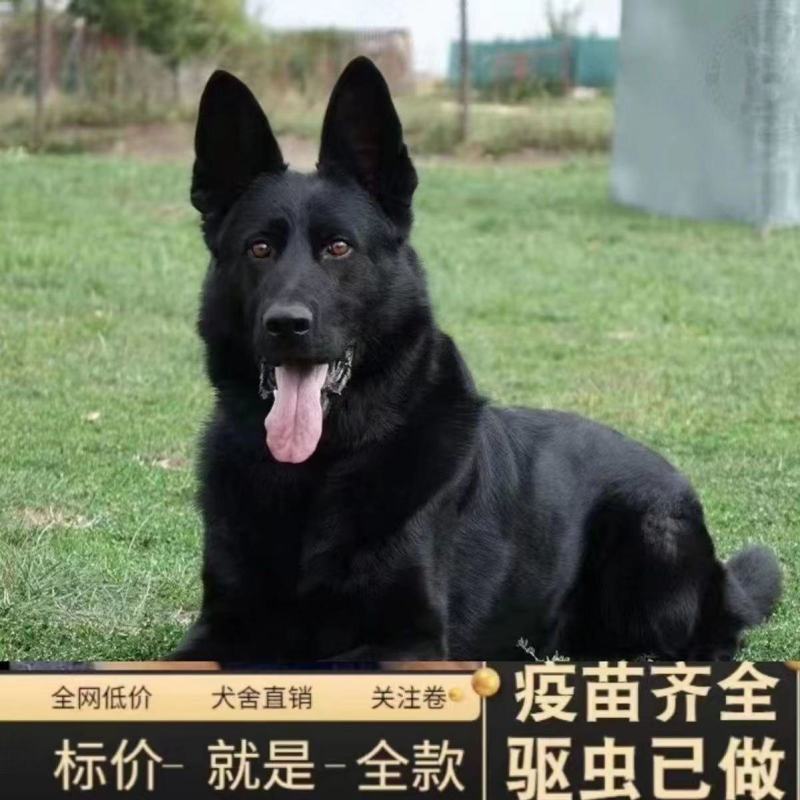 大型东德牧羊犬黑色纯黑幼犬黑狗狼狗护院看家警犬护卫放羊长