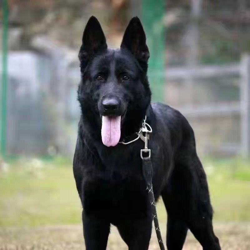 大型东德牧羊犬黑色纯黑幼犬黑狗狼狗护院看家警犬护卫放羊长
