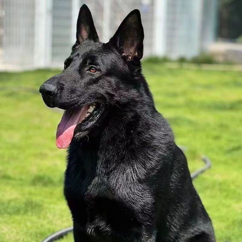 大型东德牧羊犬黑色纯黑幼犬黑狗狼狗护院看家警犬护卫放羊长