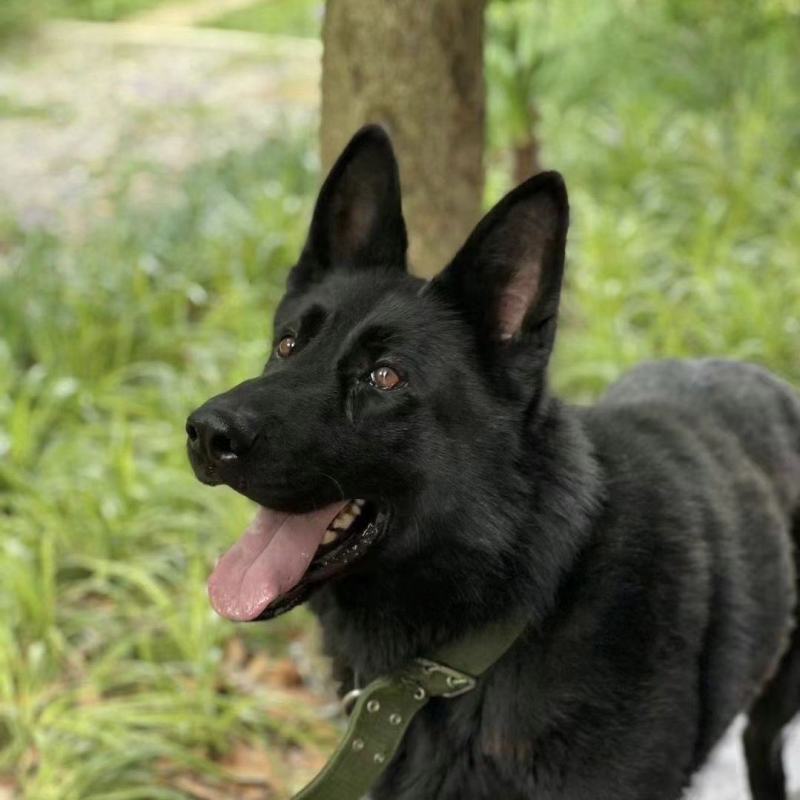 大型东德牧羊犬黑色纯黑幼犬黑狗狼狗护院看家警犬护卫放羊长