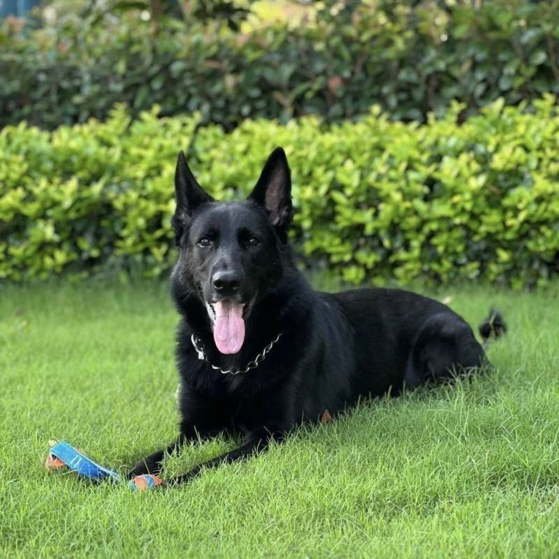 大型东德牧羊犬黑色纯黑幼犬黑狗狼狗护院看家警犬护卫放羊长