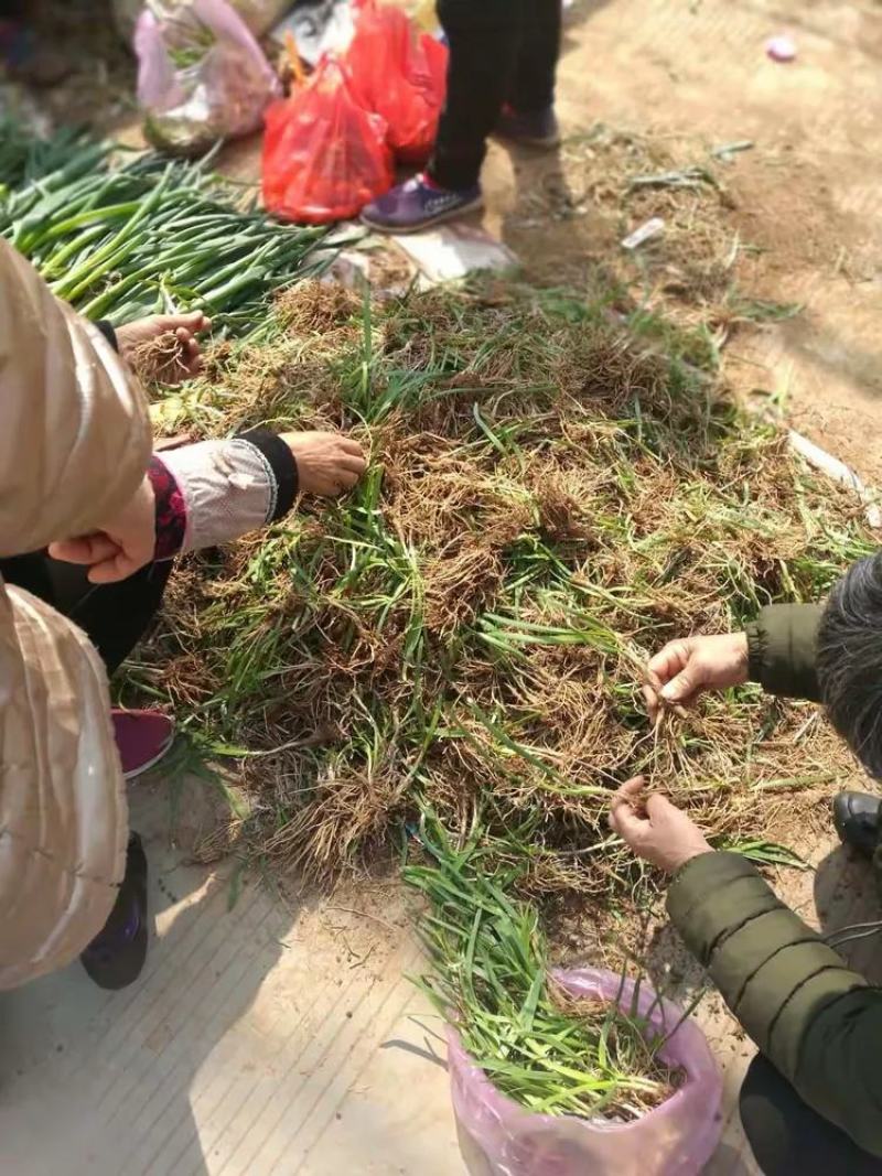 韭菜根新根新苗，农户现挖现发，当季新根，绿色无公害韭菜苗