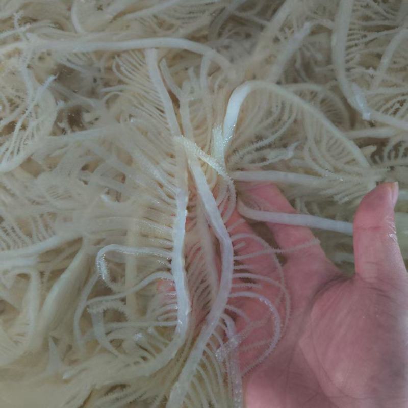 白千层重庆工厂直发火锅佳选