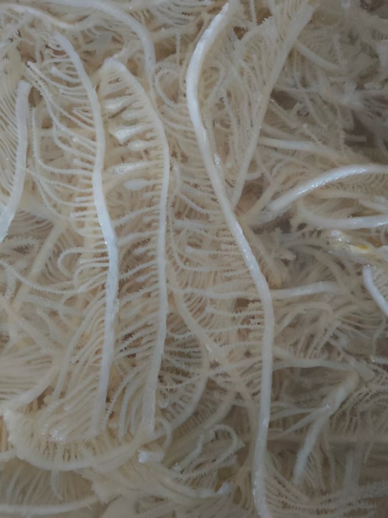 白千层重庆工厂直发火锅佳选