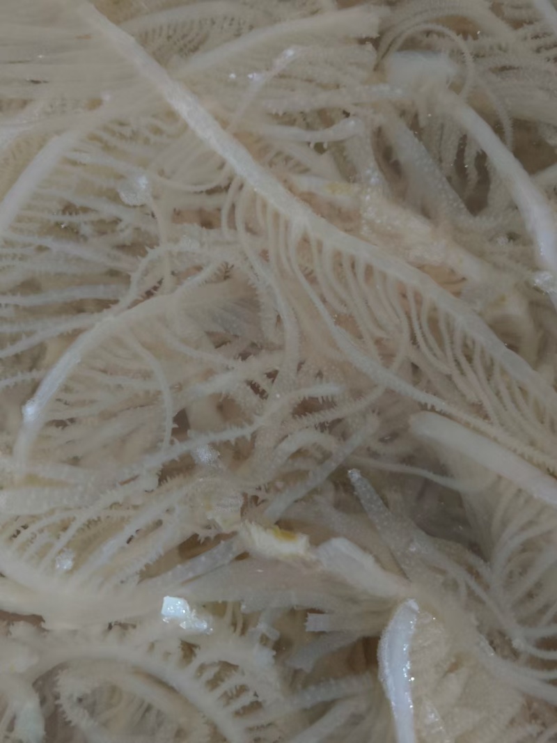 白千层重庆工厂直发火锅佳选