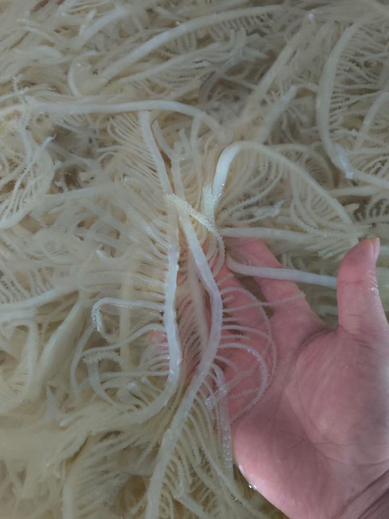 白千层重庆工厂直发火锅佳选