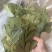 2斤起批新货特绿香叶选货片形好