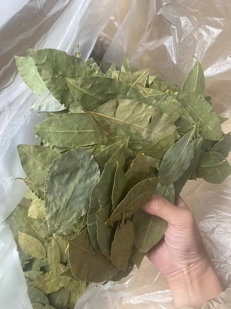 2斤起批新货特绿香叶选货片形好
