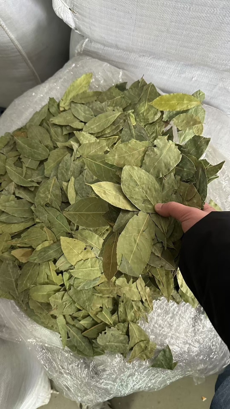 2斤起批新货特绿香叶选货片形好