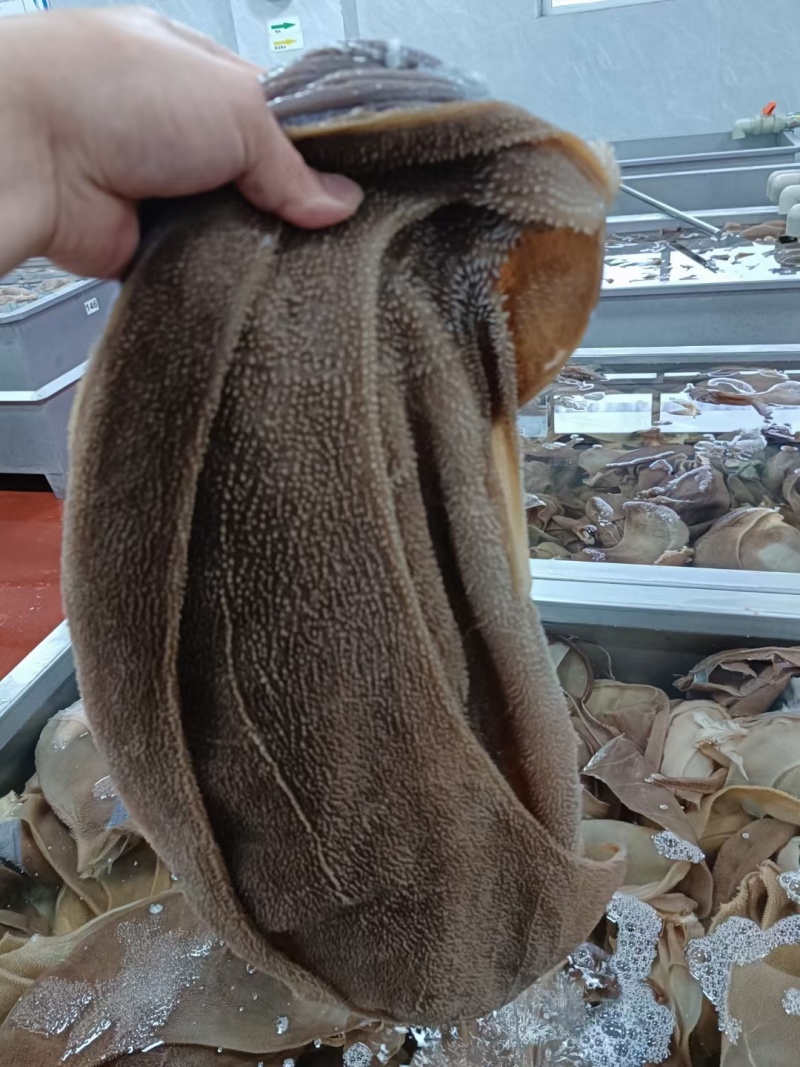 毛肚重庆工厂直发火锅佳选