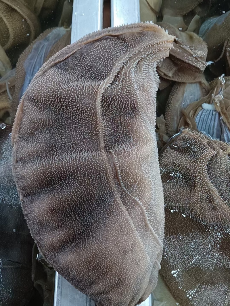 毛肚重庆工厂直发火锅佳选