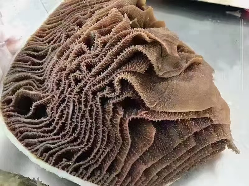 精品黑千层重庆工厂直发火锅佳选