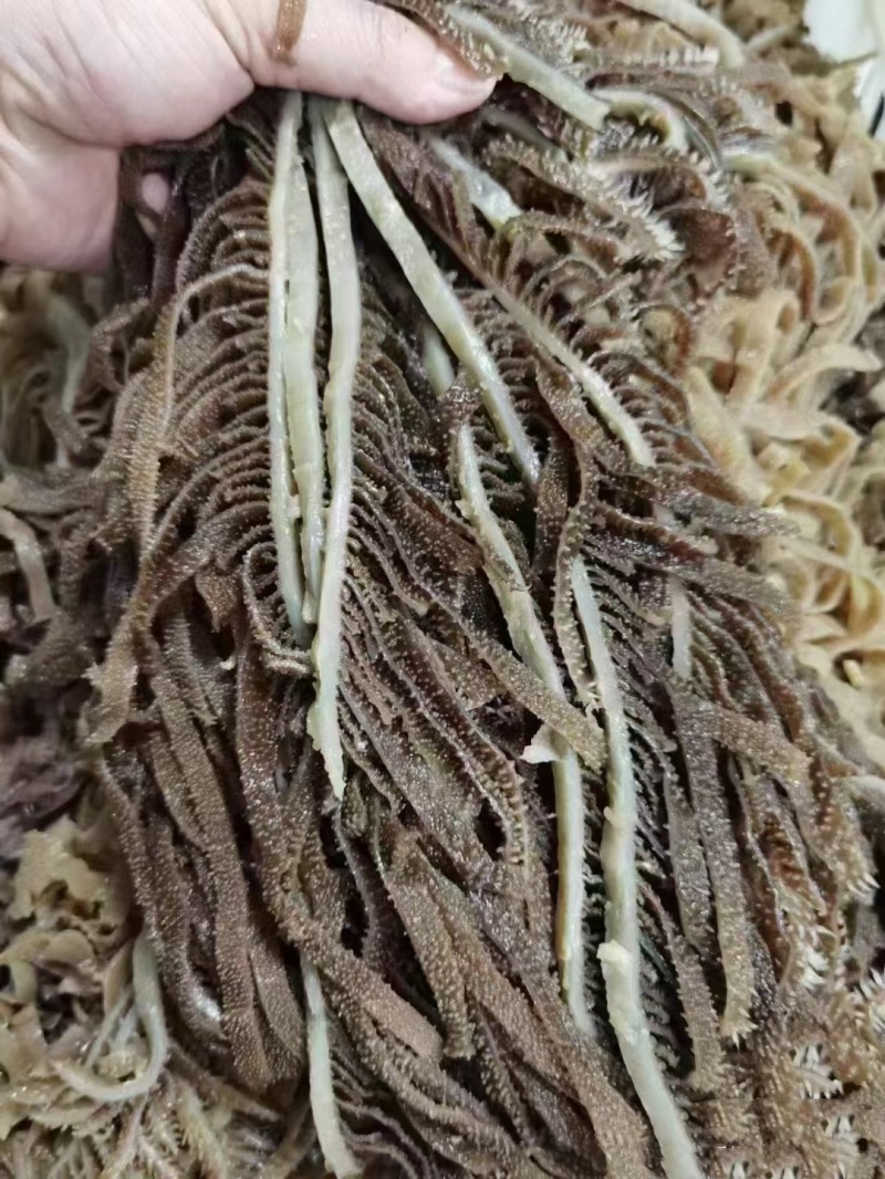 精品黑千层重庆工厂直发火锅佳选