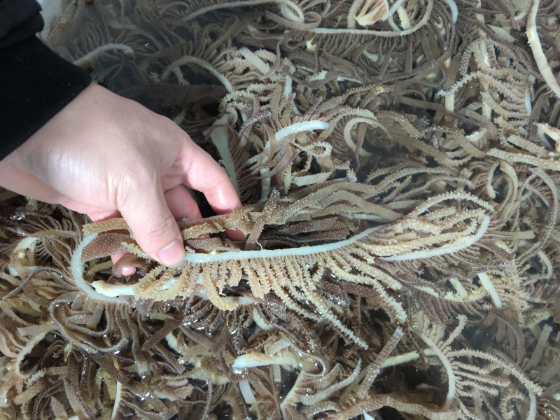 精品黑千层重庆工厂直发火锅佳选