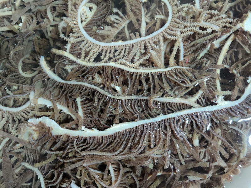 精品黑千层重庆工厂直发火锅佳选