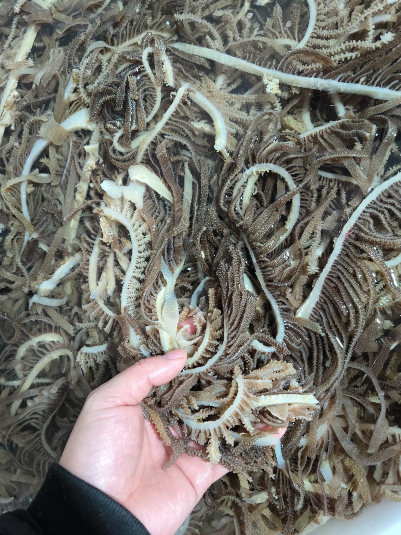 精品黑千层重庆工厂直发火锅佳选