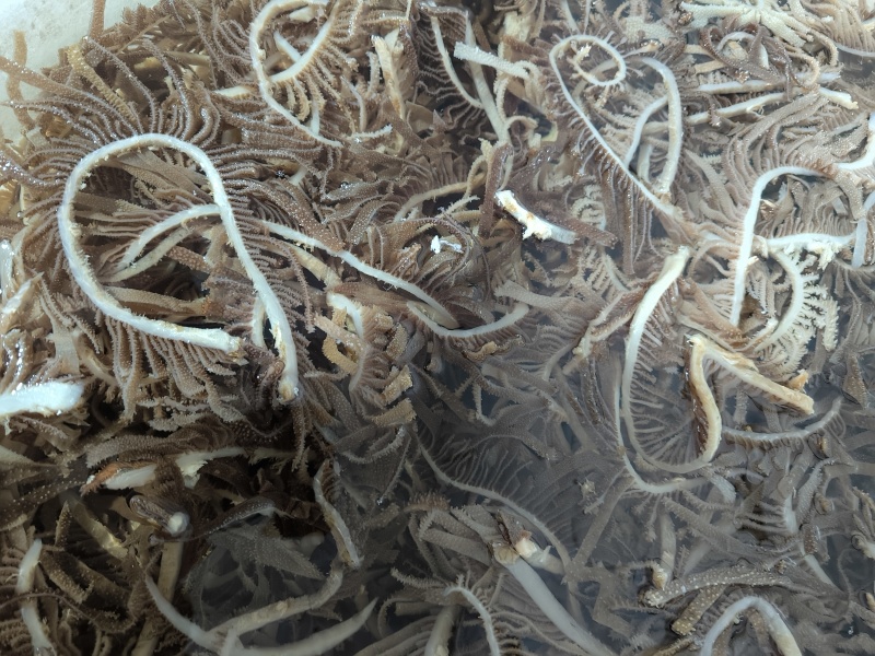 精品黑千层重庆工厂直发火锅佳选