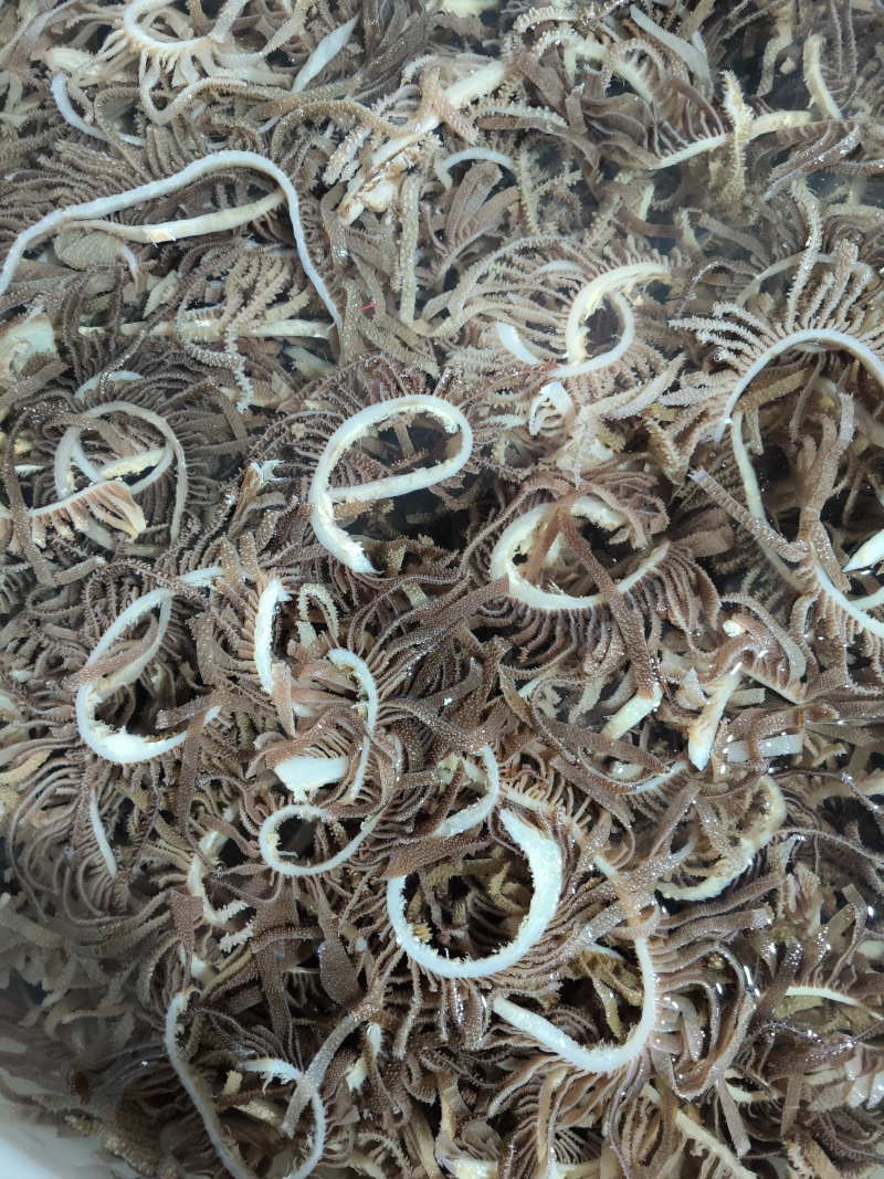 精品黑千层重庆工厂直发火锅佳选