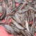 花麻塘虱王鱼苗本地土塘虱苗**品种质量保障商品回收